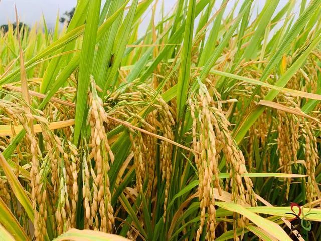 玉溪发布(微信)