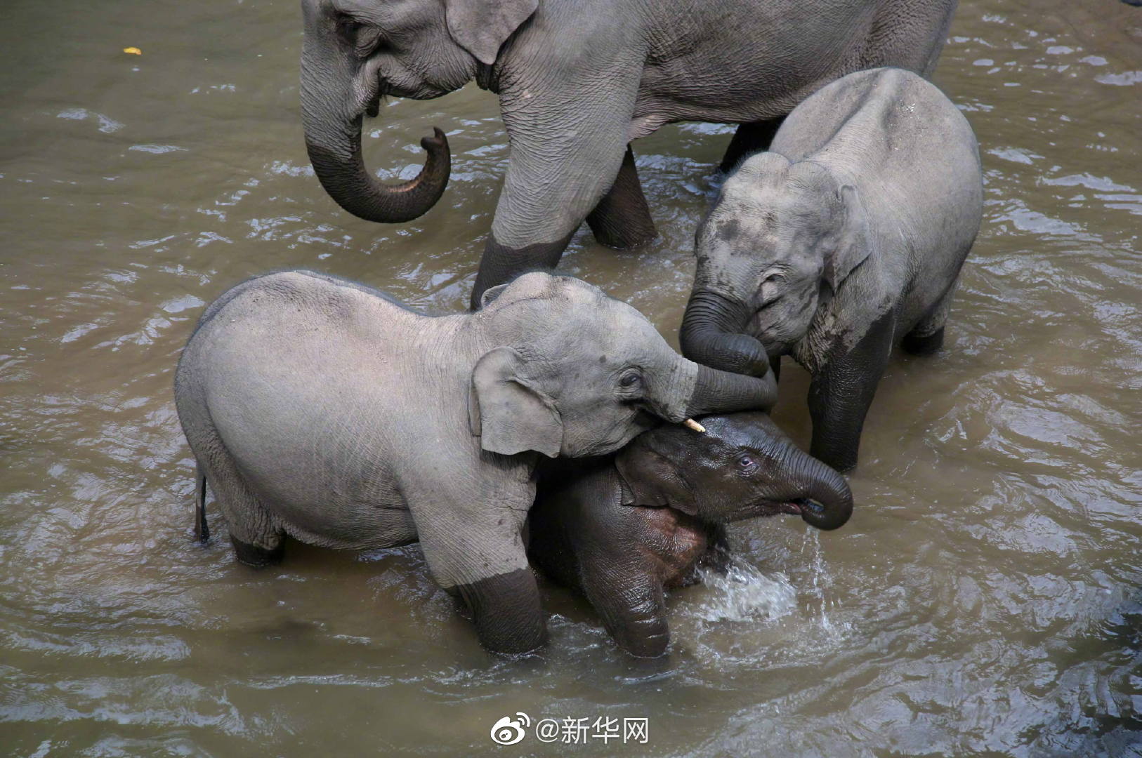 云南15头野象继续北迁 当地24小时不间断监测预警