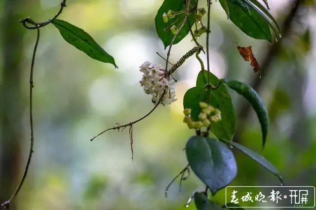 春城晚报(微信)