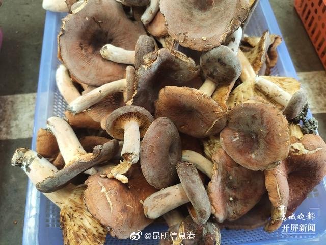 昆明信息港微博