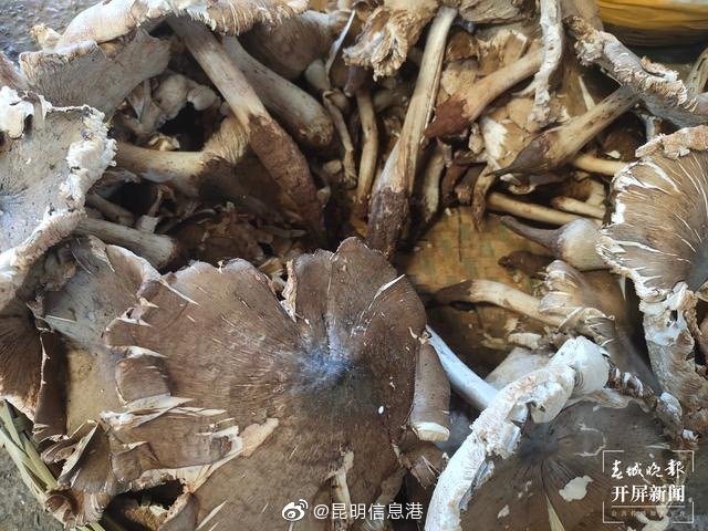 昆明信息港微博