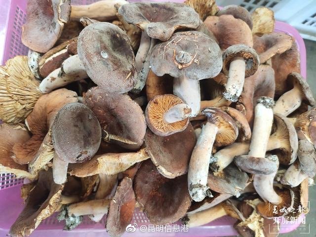 昆明信息港微博