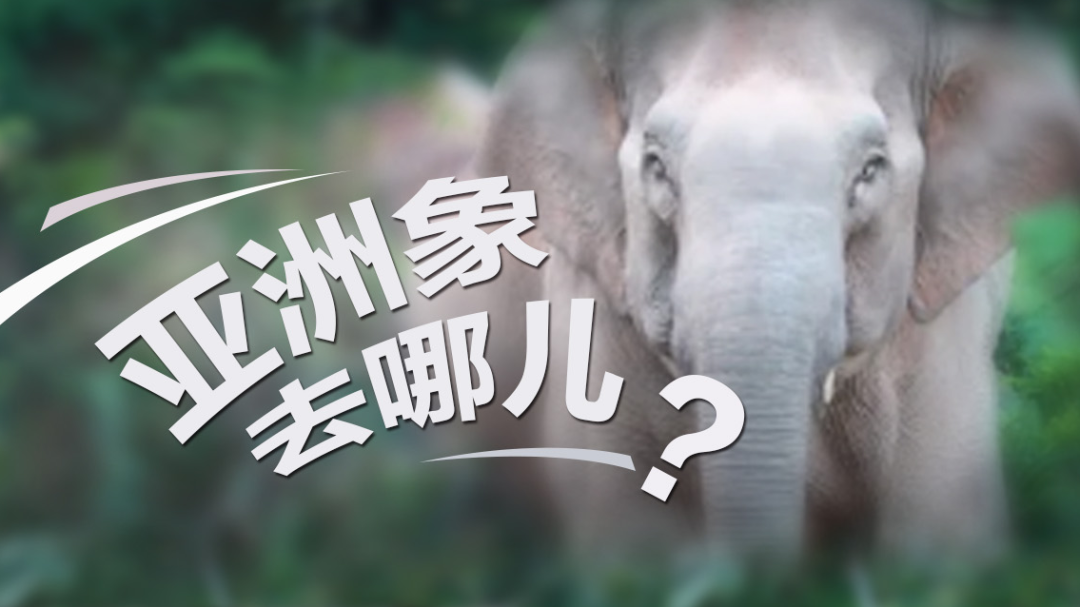 春城晚报(微信)
