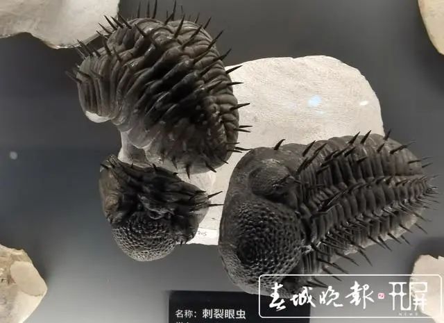 春城晚报(微信)