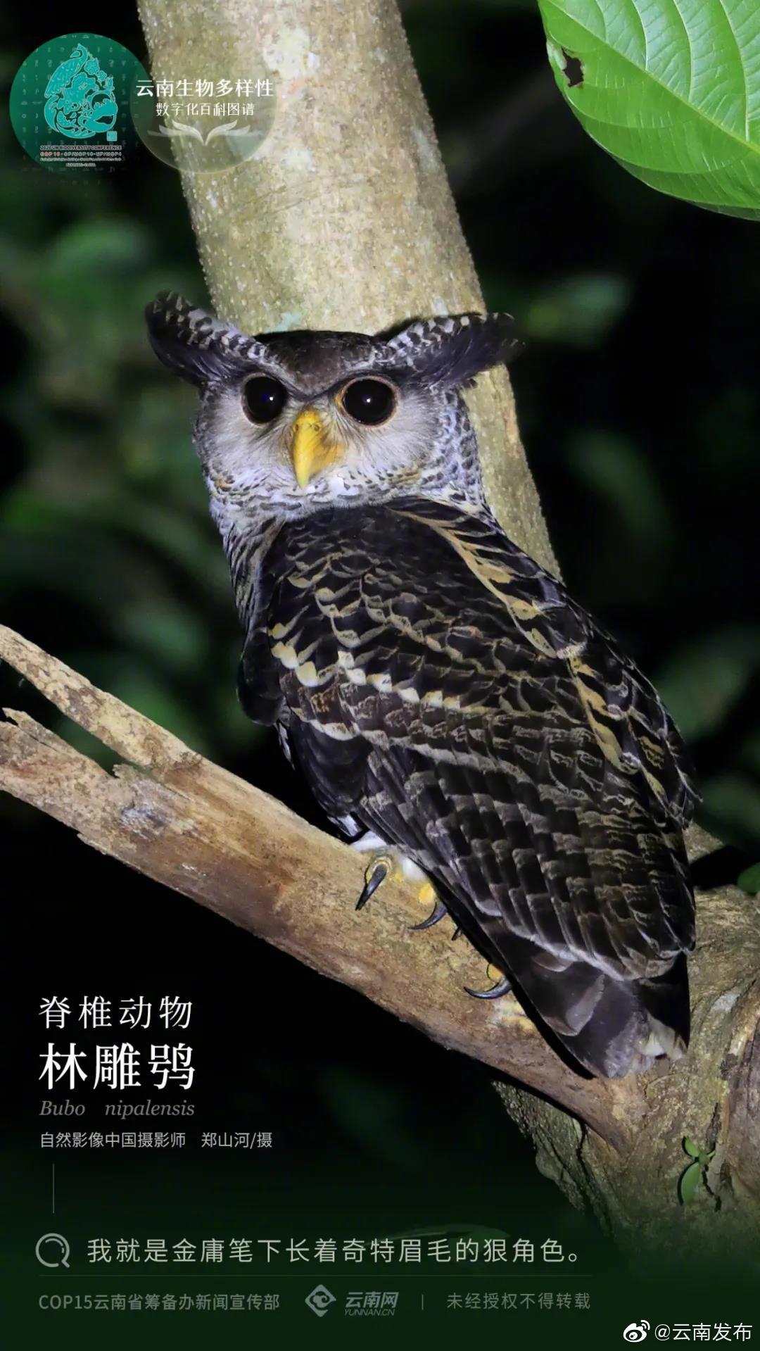 云南生物多样性数字化百科图谱|林雕鸮：我就是金庸笔下长着奇特眉毛的狠角色