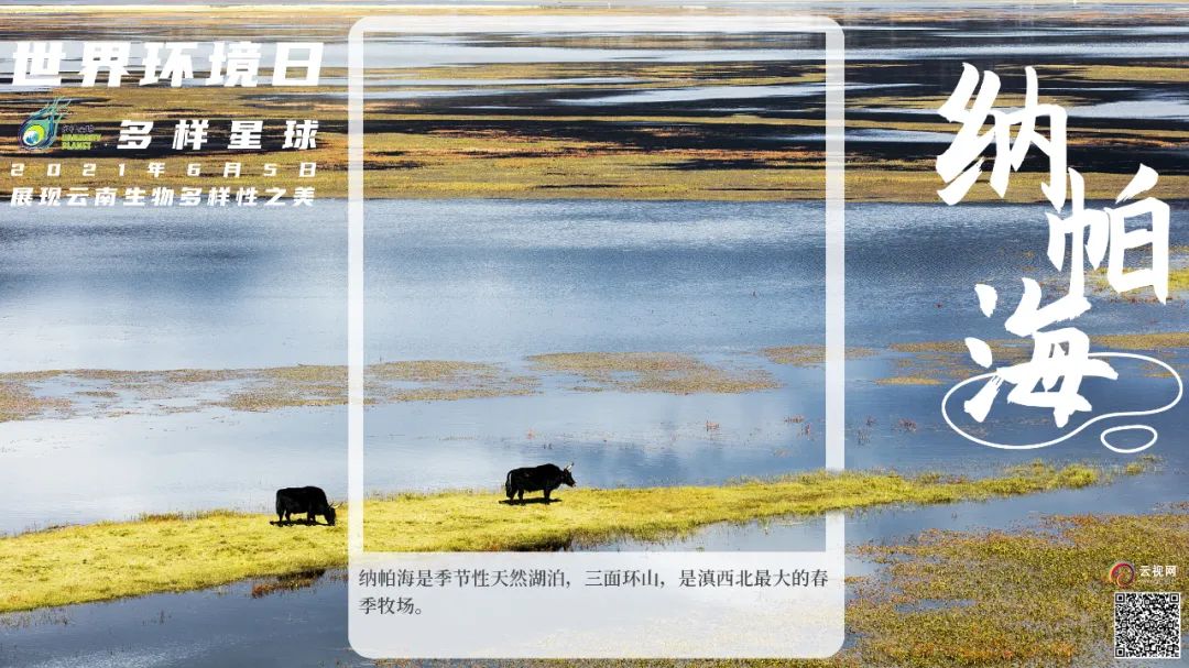 云南广播电视台(微信)