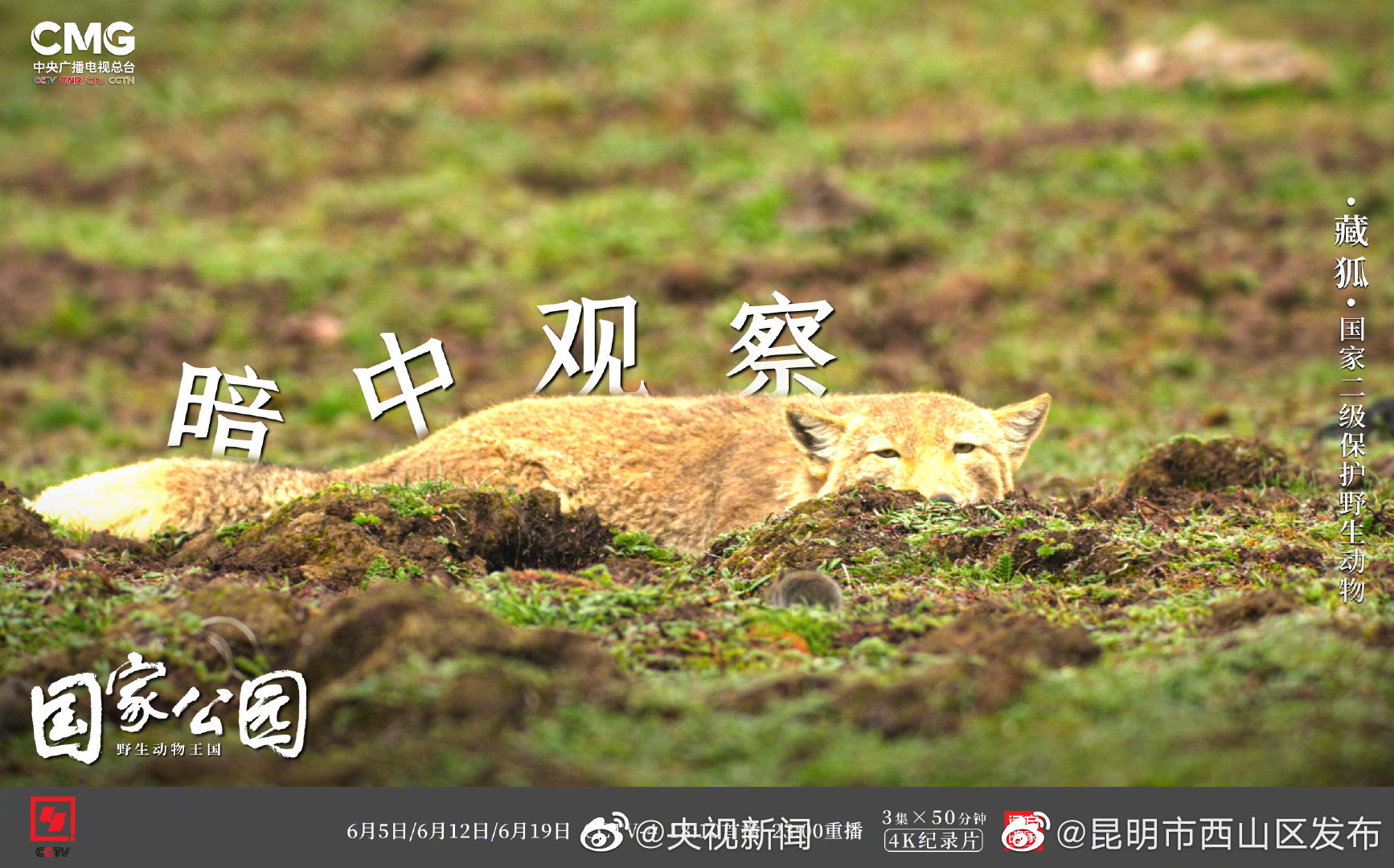 “昆明市西山区发布”微博