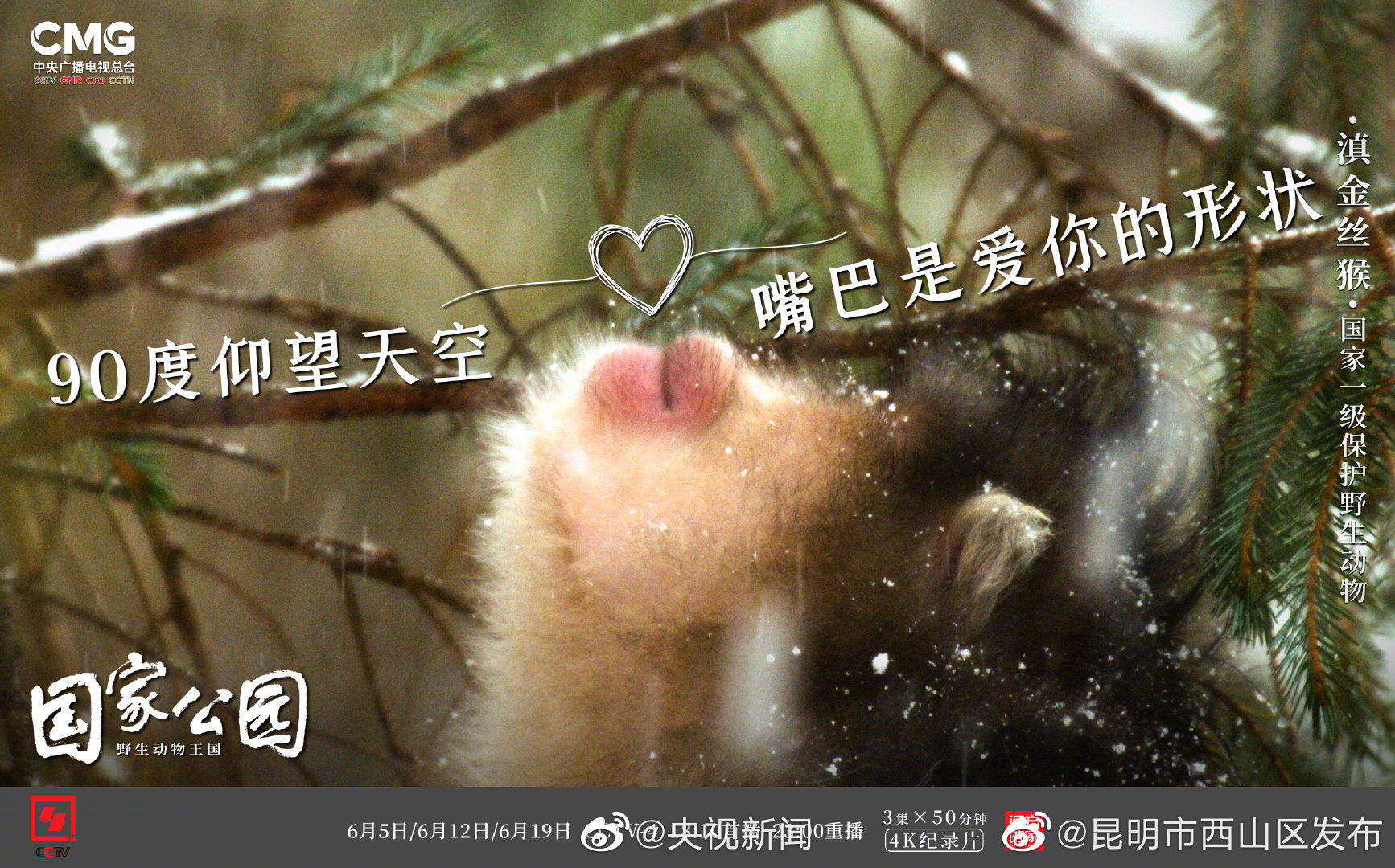 “昆明市西山区发布”微博