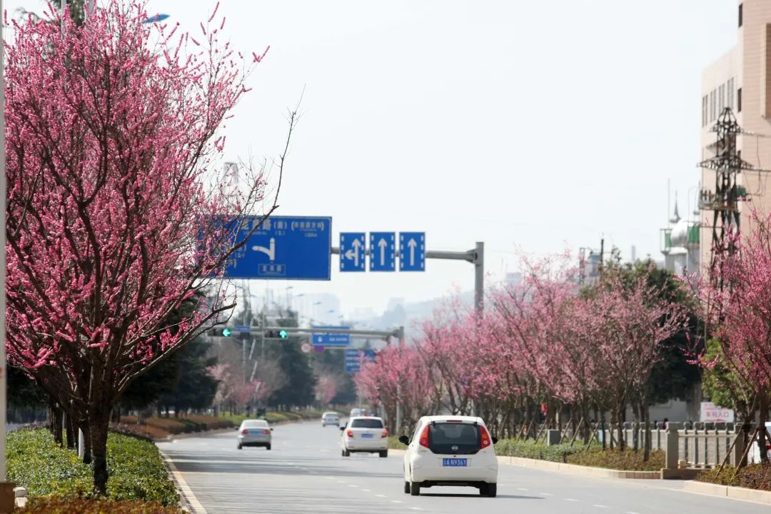 掌上春城(微信)