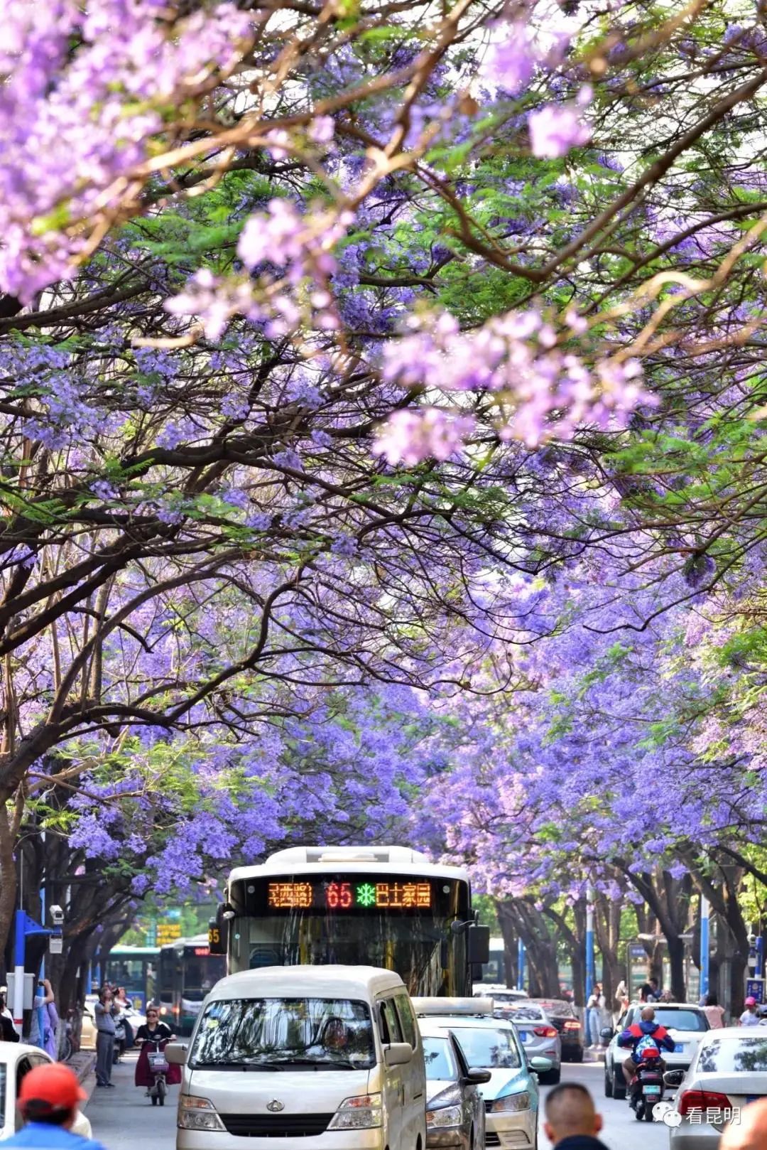 掌上春城(微信)