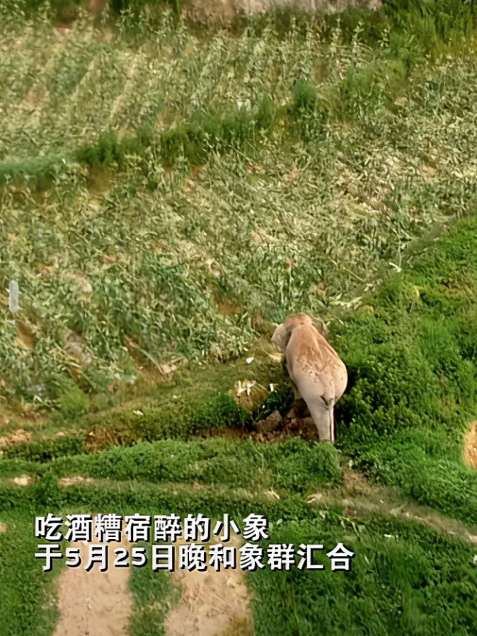 掌上春城(微信)