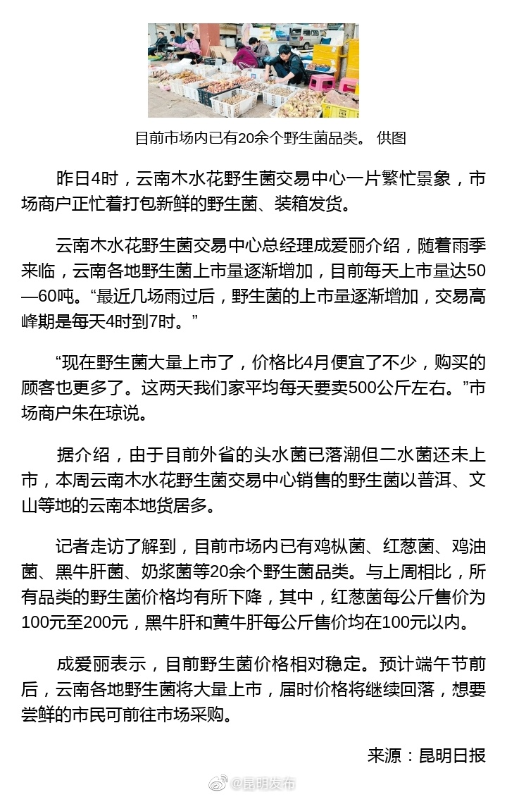昆明野生菌日均上市量超50吨