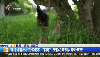 昆明信息港(微信)