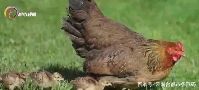 昆明信息港(微信)