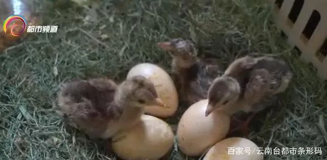 昆明信息港(微信)