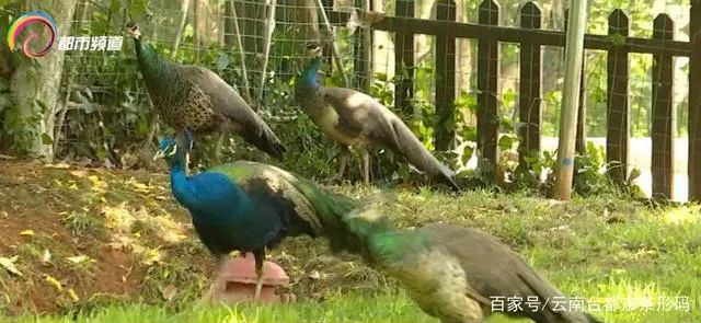 昆明信息港(微信)