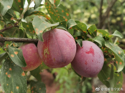“昆明晋宁发布”微博