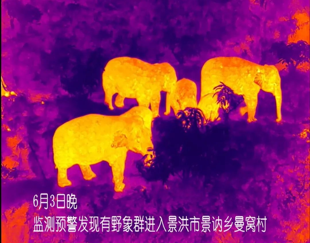 掌上春城(微信)