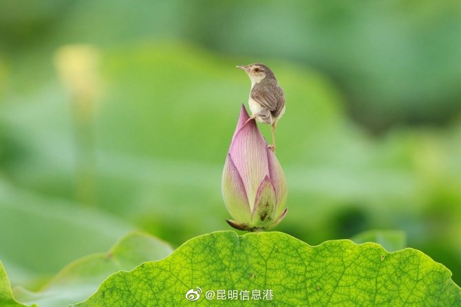 昆明信息港微博