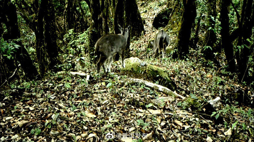 国家二级保护动物中华斑羚现身哀牢山镇沅片区