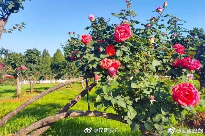 “昆明发布”微博