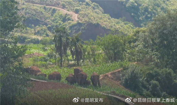 “昆明发布”微博