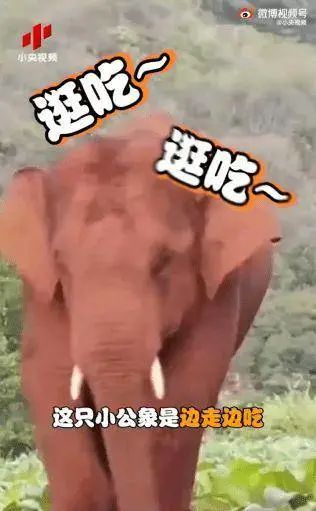 春城晚报(微信)