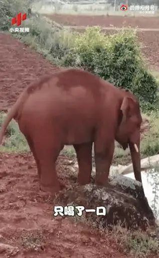 春城晚报(微信)