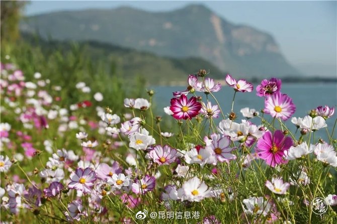 昆明信息港微博