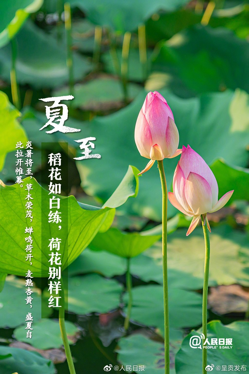 “呈贡发布”微博