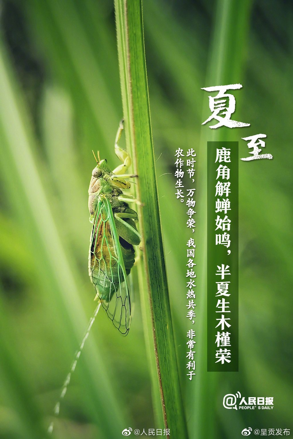 “呈贡发布”微博