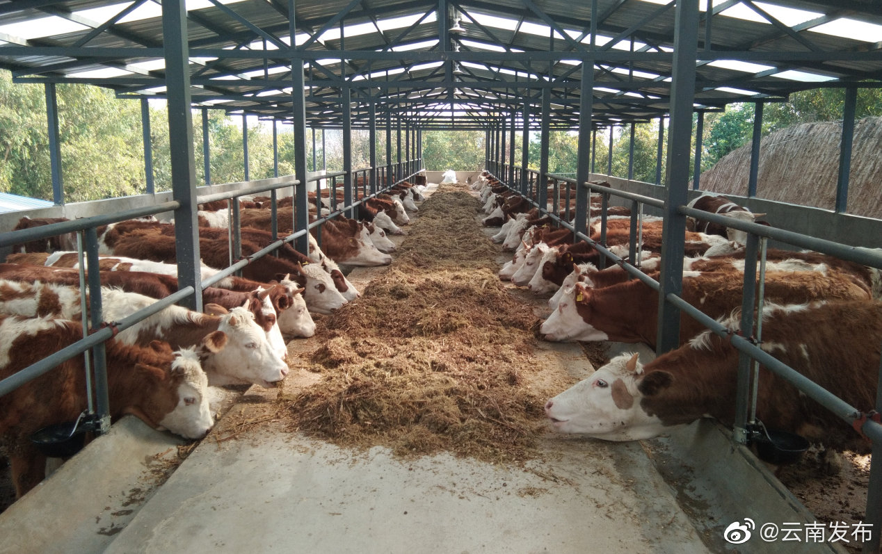 20亿元肉牛产业发展基金落地!5年内支持云南省新增优质肉牛存栏200万头