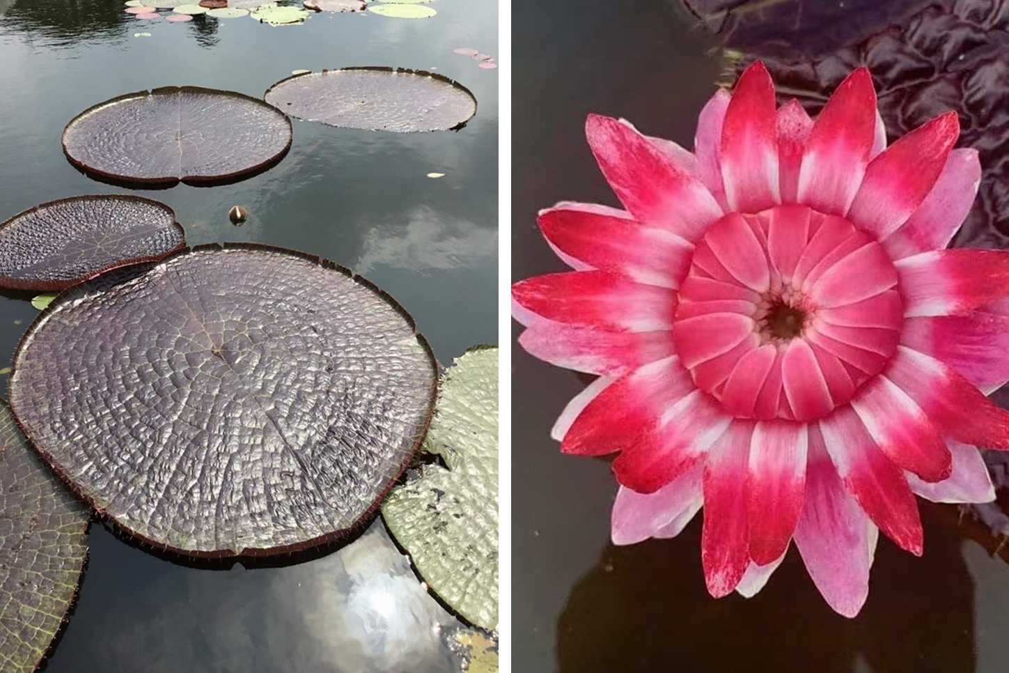 中国科学院西双版纳热带植物园