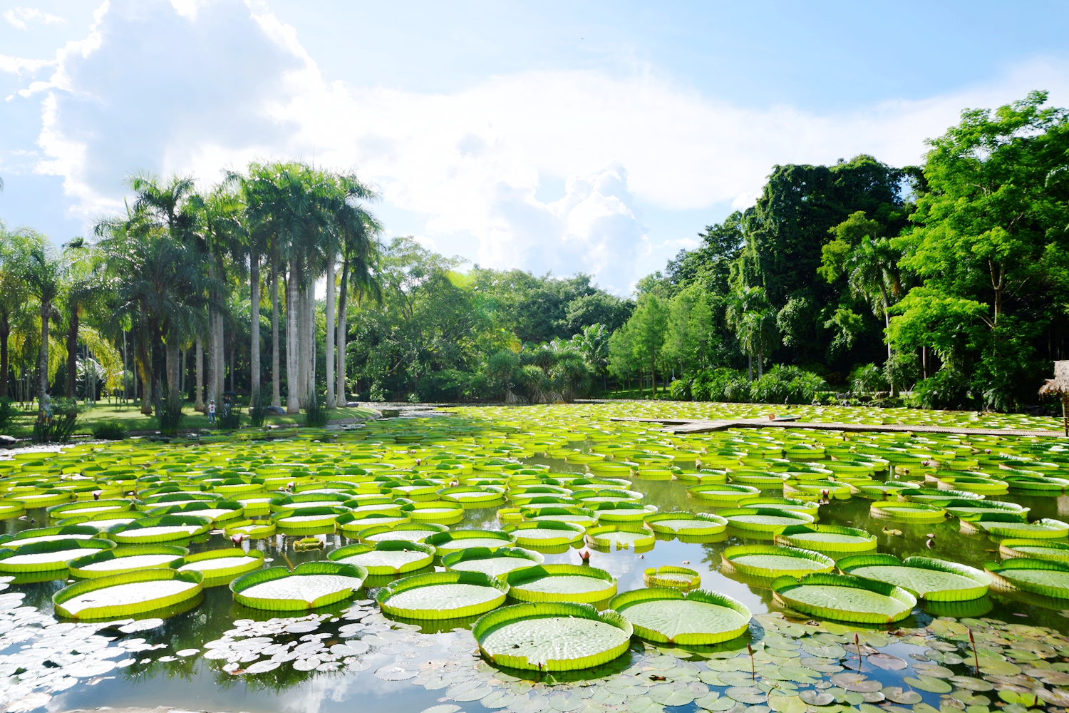 中国科学院西双版纳热带植物园