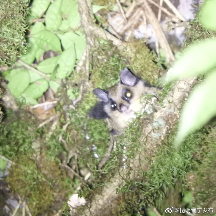 研究团队在云南发现鼯鼠族一新属：喜山大耳飞鼠属