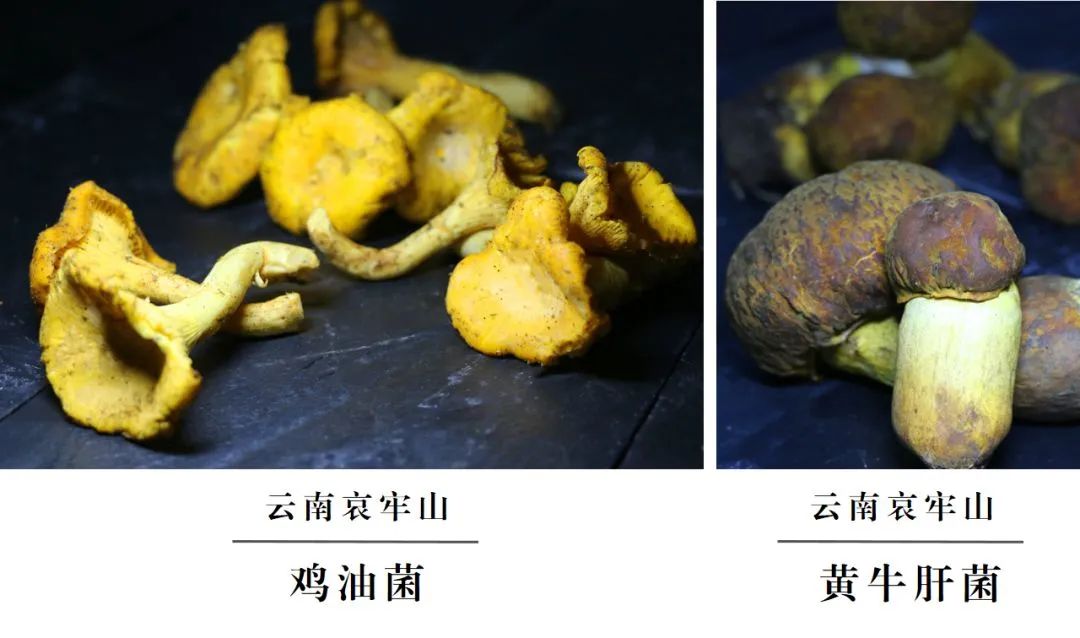 云南楚雄网(微信)