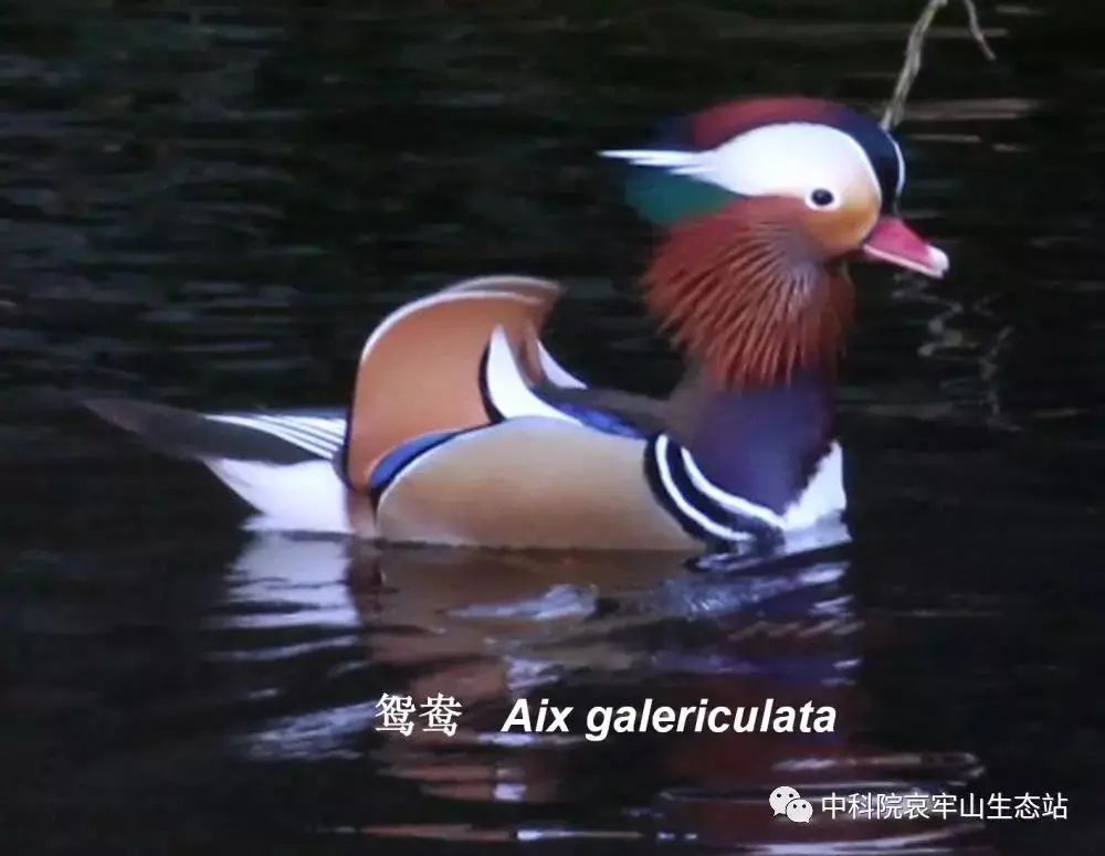 云南楚雄网(微信)