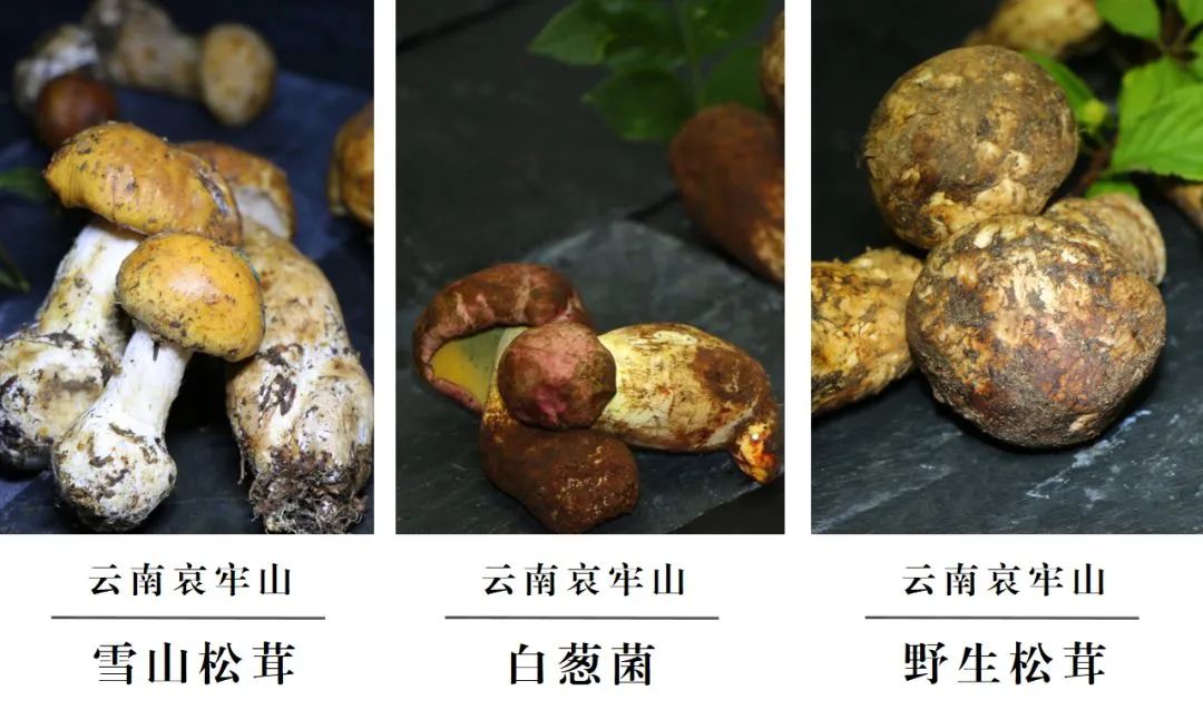 云南楚雄网(微信)