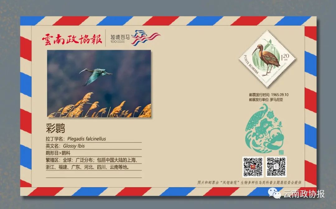 云南政协报(微信)