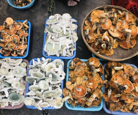 掌上春城(微信)
