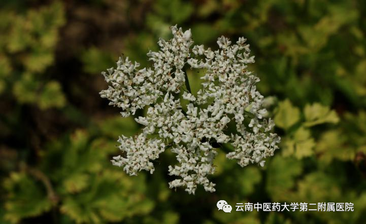 云南中医药大学第二附属医院(微信)
