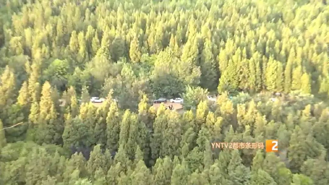 掌上春城(微信)