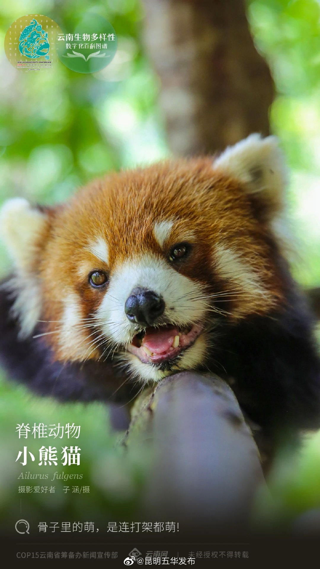“昆明五华发布”微博