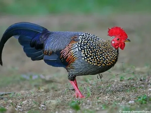 科普中国