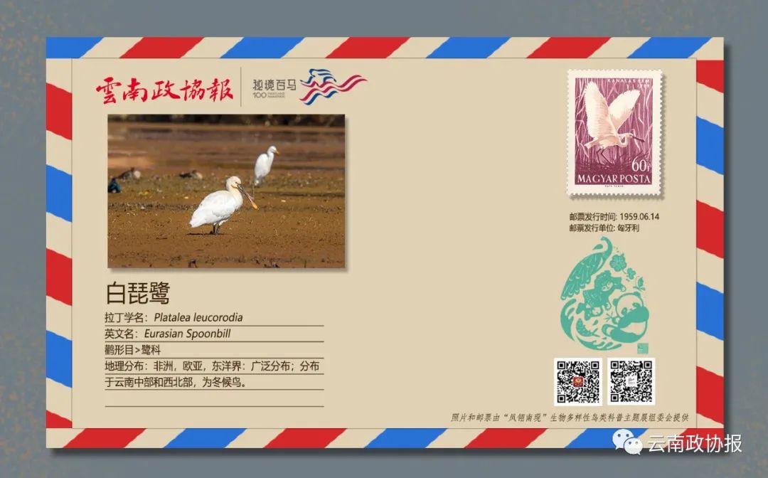 云南政协报(微信)