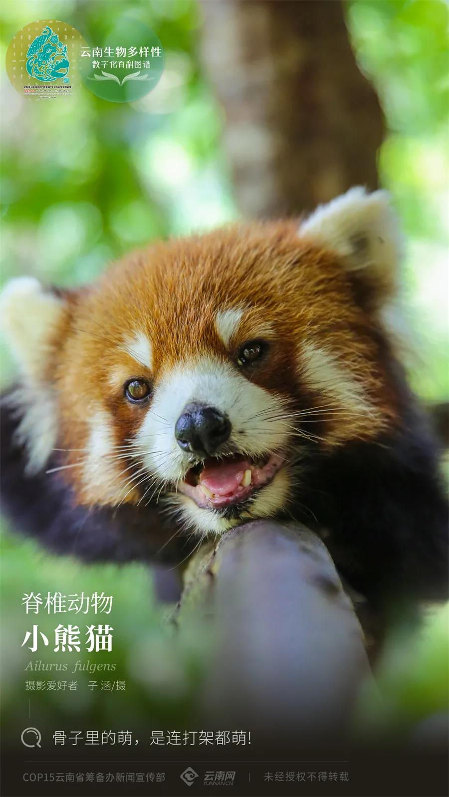 云南省人民政府网