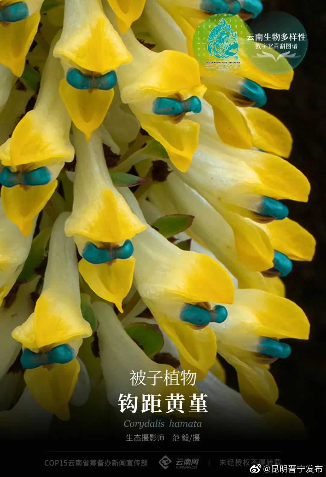 云南生物多样性数字化百科图谱