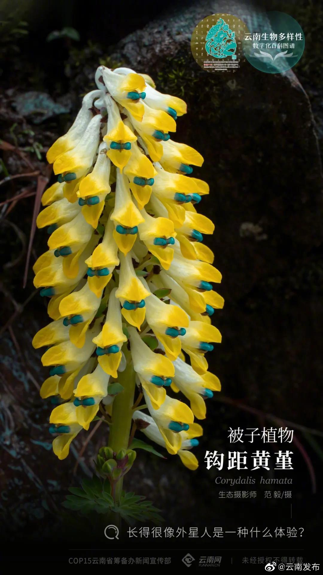 云南生物多样性数字化百科图谱 | 被子植物·钩距黄堇：长得很像外星人是一种什么体验？