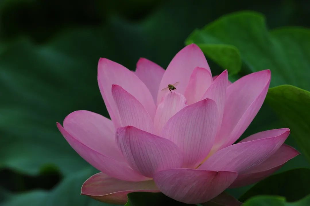 春城晚报(微信)