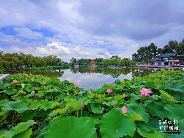 春城晚报(微信)
